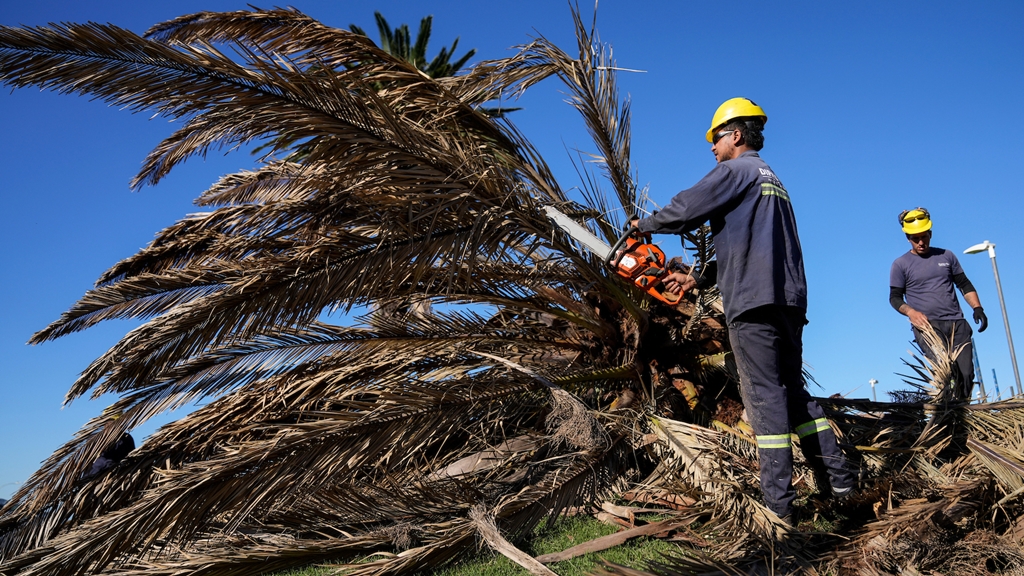 Palmera afectada hasta su muerte por el insecto "picudo rojo", en la Rambla Sur, Montevideo. / Foto: adhocFOTOS