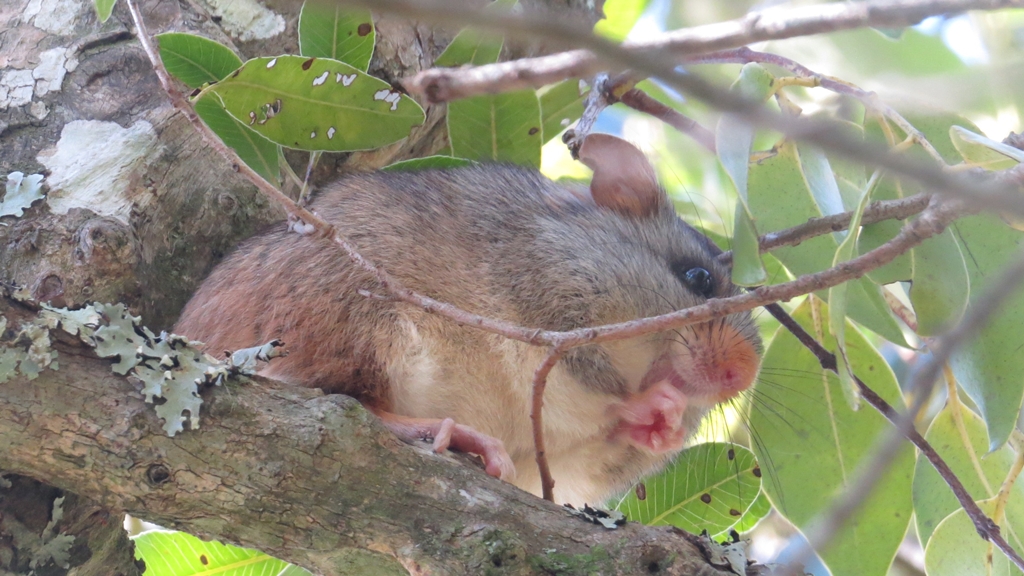 Ratón nariz de zanahoria. Foto: Gentileza de Alexandra Cravino