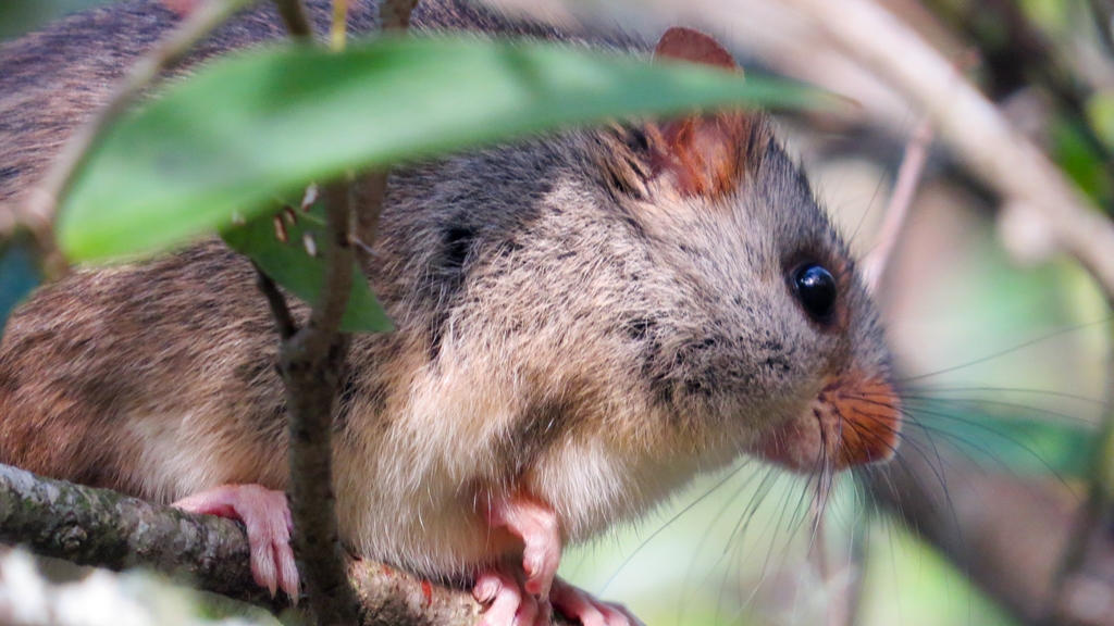 Ratón nariz de zanahoria. Foto: Gentileza de Alexandra Cravino