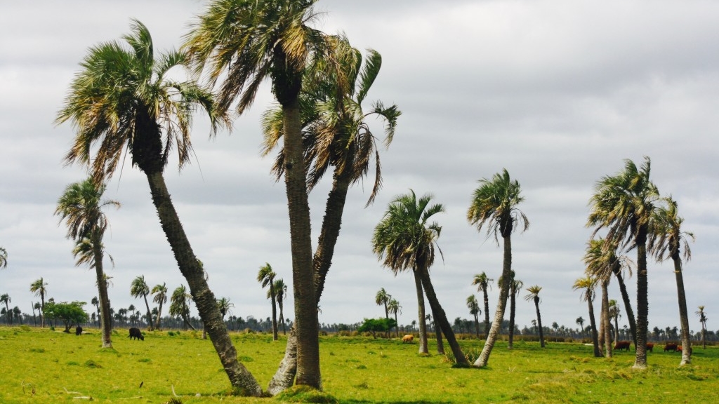 Palmares de Rocha. Foto: Turismo en Rocha