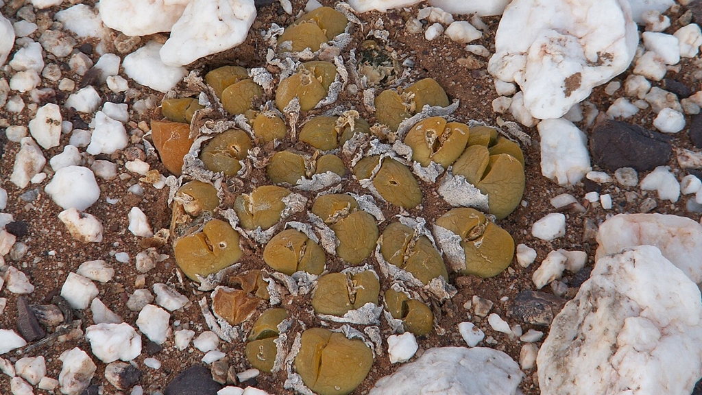 Suculentas. Foto: Wikipedia Commons