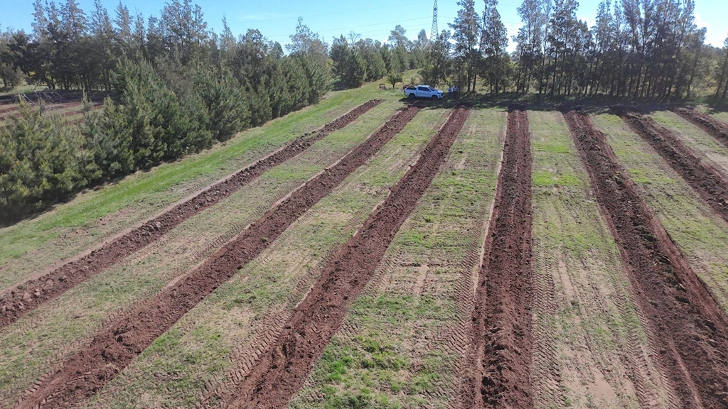 Foto: Gentileza de Azucitrus