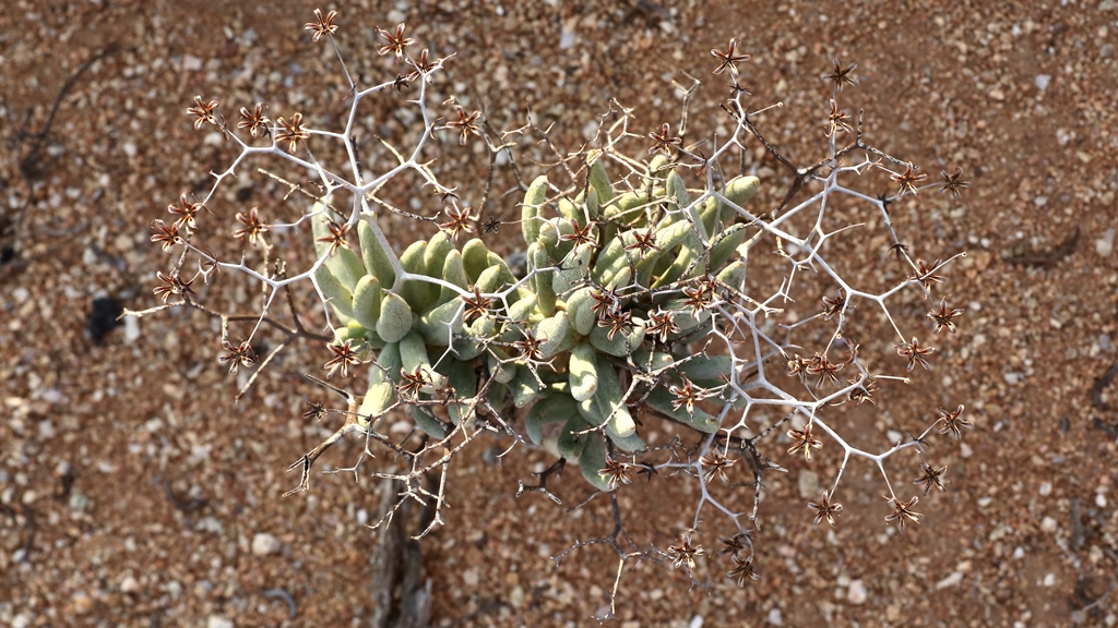 Suculentas. Foto: Wikipedia Commons