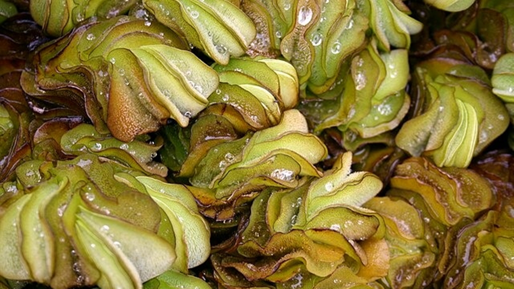 Suculentas. Foto: Wikipedia Commons