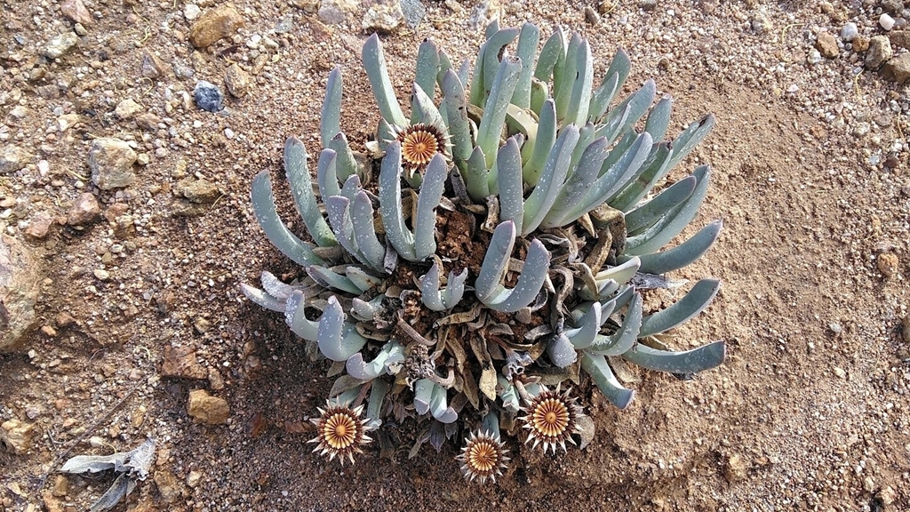 Suculentas. Foto: Wikipedia Commons
