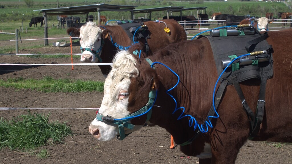 Producto alimenticio para el ganado en corral que permite reducir las emisiones de metano. Foto: Gentileza de Agustín Inthamoussu