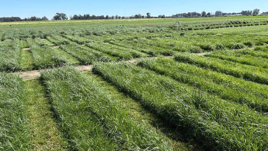 Pasturas, pasto